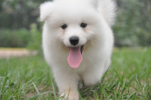 小薩摩耶怎么養(yǎng)