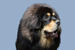 藏獒怎么飼養(yǎng)