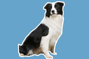 牧羊犬喜歡吃什么