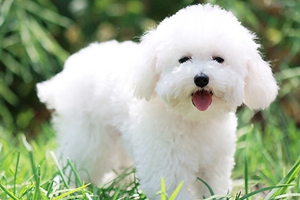 養(yǎng)比熊犬的注意事項(xiàng)是什么