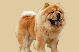 松獅吃什么對(duì)毛發(fā)好