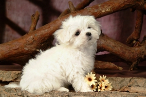 養(yǎng)比熊犬的禁忌有哪些