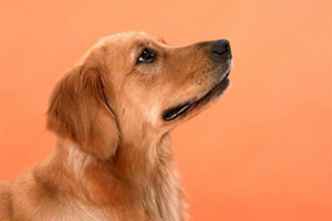 空運(yùn)寵物需要什么手續(xù)