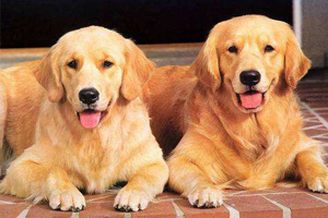 金毛犬不能吃什么食物