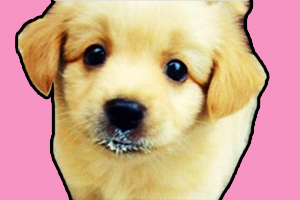 母狗不喂小狗奶怎么辦