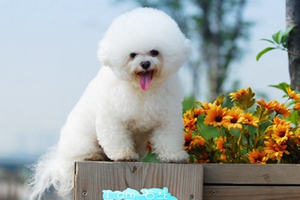 如何給比熊犬洗澡