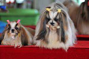 養(yǎng)西施犬的注意事項(xiàng)有哪些