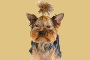 約克夏犬飼養(yǎng)的注意事項(xiàng)有哪些