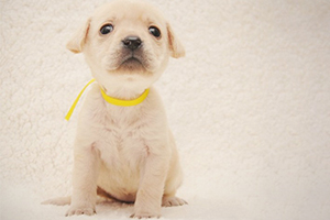 純種拉布拉多犬怎么養(yǎng)