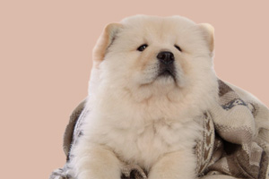 松獅狗怎么養(yǎng)