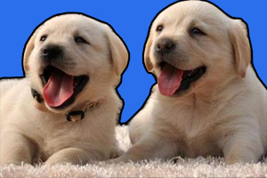 拉布拉多飼養(yǎng)注意事項(xiàng)