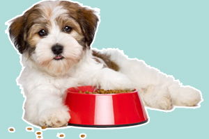 如何喂養(yǎng)寵物狗