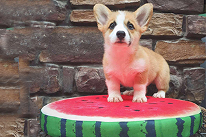 柯基能吃什么水果