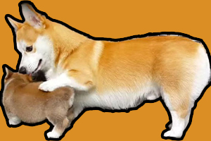 母狗不會(huì)帶小狗怎么辦