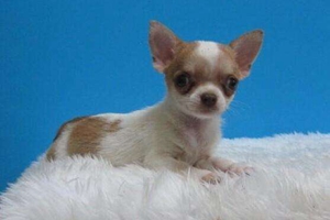 怎樣給吉娃娃洗澡