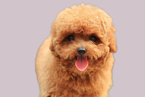 貴賓狗怎么喂養(yǎng)