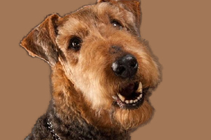 萬(wàn)能梗美容怎么做