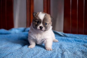 如何給小狗斷奶