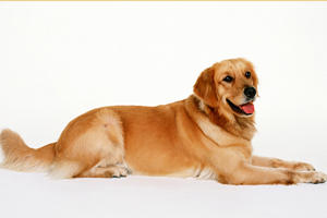 金毛犬怎樣喂養(yǎng)