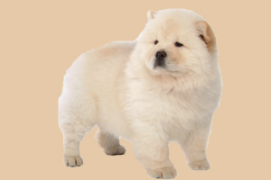 松獅吃什么有營(yíng)養(yǎng)