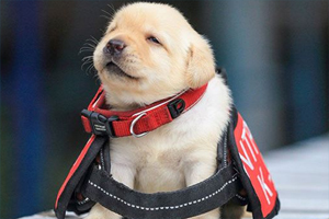 小奶狗為什么一直抖