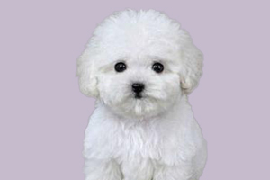 小比熊能吃什么