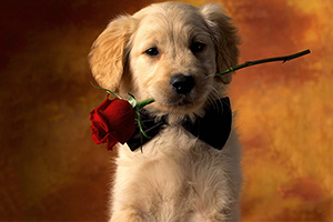 拉布拉多怎么養(yǎng)