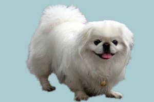 小京巴狗怎么養(yǎng)