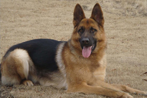 德國(guó)牧羊犬喜歡吃什么