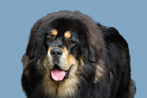 如何飼養(yǎng)藏獒