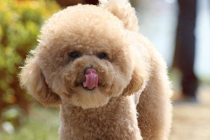 玩具貴賓犬怎么養(yǎng)