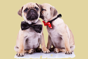 小巴哥犬怎么養(yǎng)