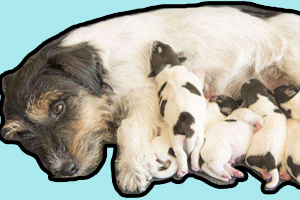 母狗沒奶水小狗怎么辦