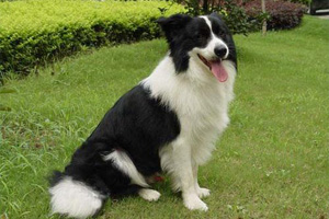 邊境牧羊犬喜歡吃什么