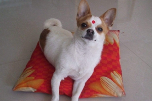 養(yǎng)吉娃娃注意事項(xiàng)有哪些