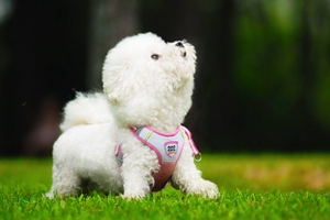 比熊犬如何喂養(yǎng)