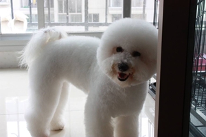 比熊犬洗澡注意事項(xiàng)有哪些