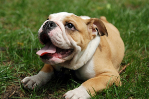 小沙皮狗吃什么