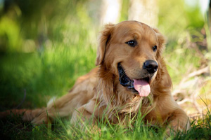 成年金毛犬怎么養(yǎng)