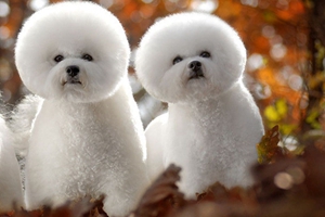 怎樣飼養(yǎng)比熊犬