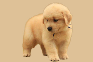 小金毛狗怎么養(yǎng)