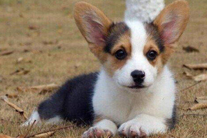 柯基幼犬吃什么