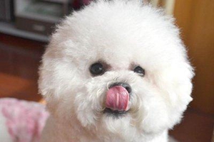 比熊犬飼養(yǎng)注意事項(xiàng)是什么