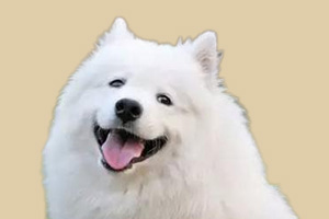 成年薩摩耶怎么養(yǎng)