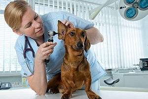 怎樣給小狗清潔耳朵