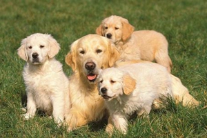 金毛發(fā)情期的注意事項(xiàng)