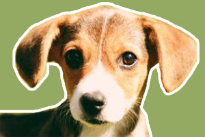 串串狗怎么訓練大小便