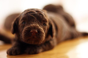 泰迪怎么訓(xùn)練裝死