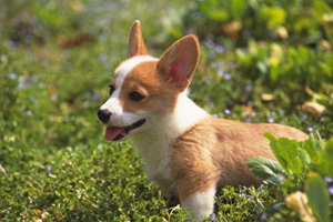 柯基犬發(fā)情期癥狀有哪些