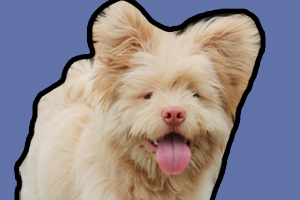 串串狗怎么訓練叫